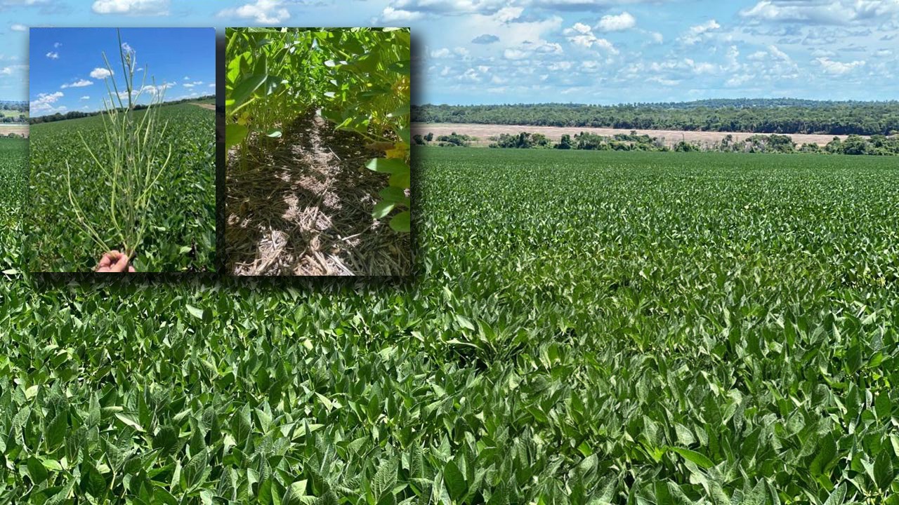 Galeria Modelo Consultoria - Juliano Azevedo - Crixas/GO