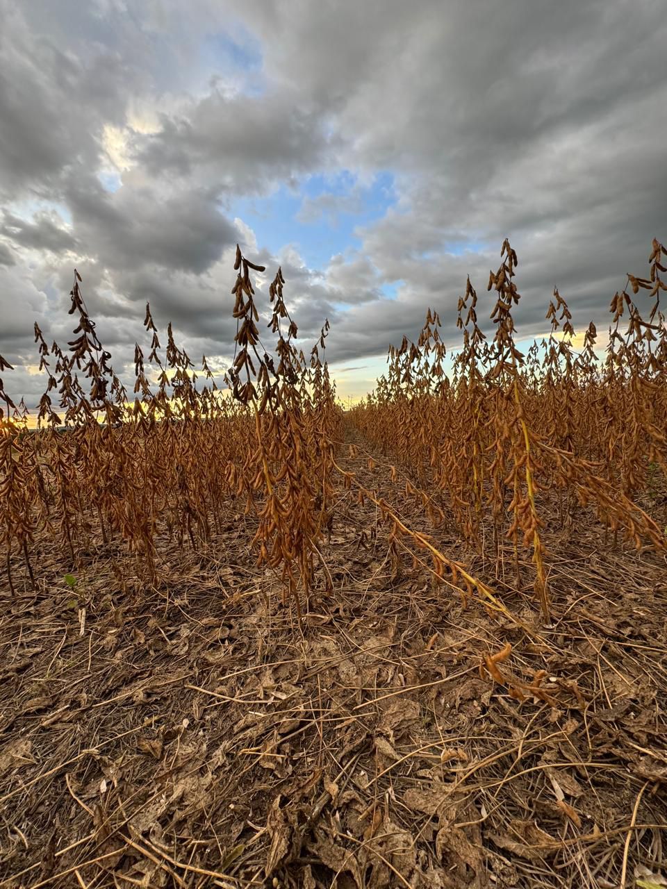 Galeria Rural Brasil - Agrogalaxy - Tarley Gomes