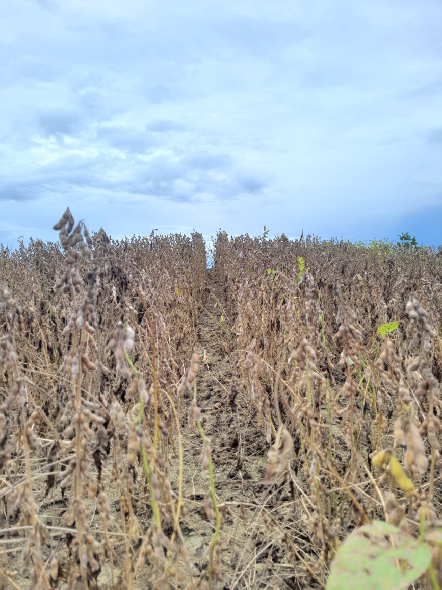 Galeria Rural Brasil - Agrogalaxy - Tarley Gomes