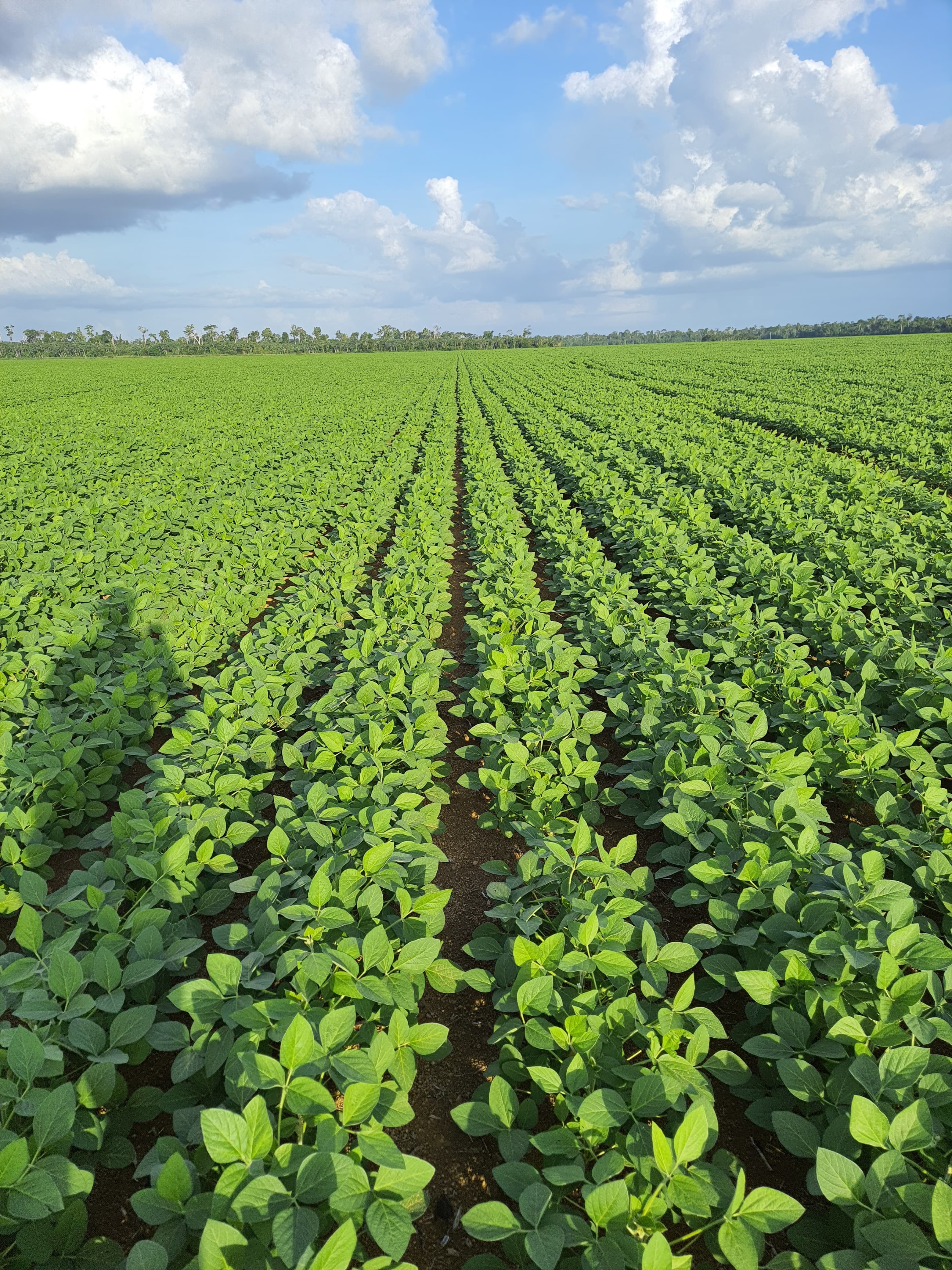 Galeria Rural Brasil - Agrogalaxy - Tarley Gomes
