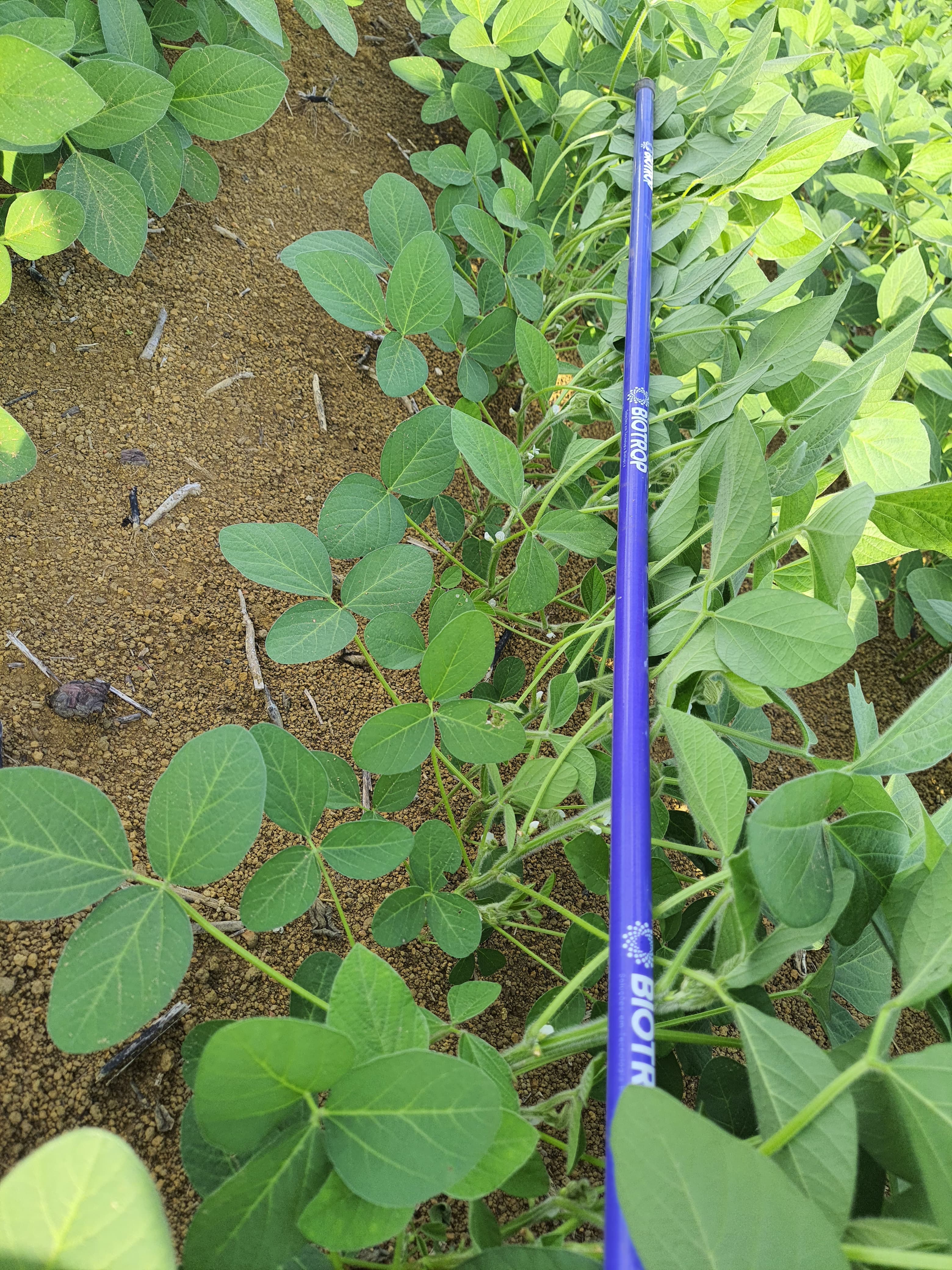 Galeria Rural Brasil - Agrogalaxy - Tarley Gomes