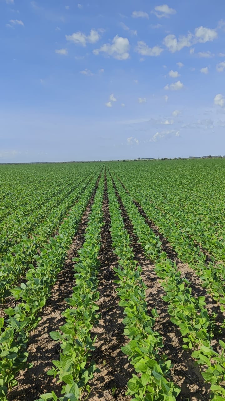 Galeria Agrop. Dalto - São Desidério/BA