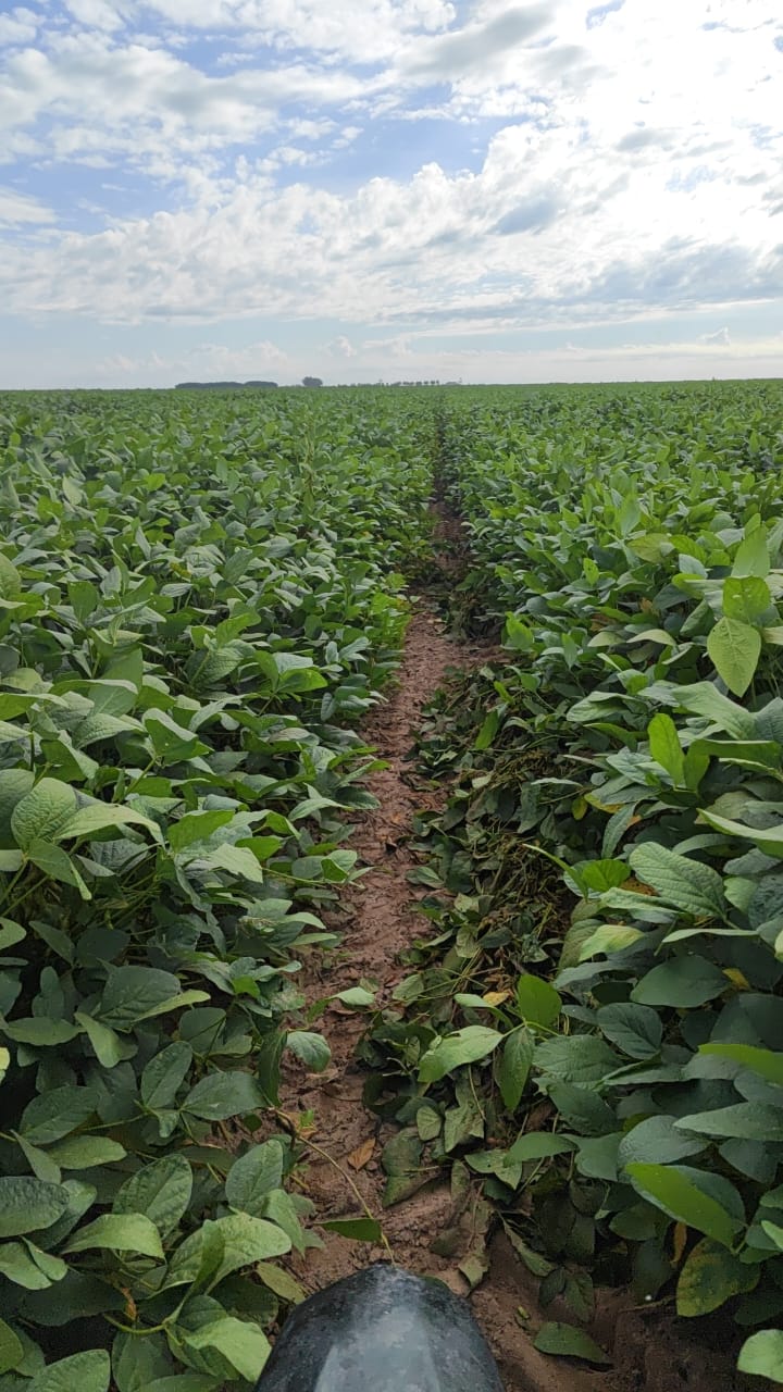 Galeria Agrop. Dalto - São Desidério/BA