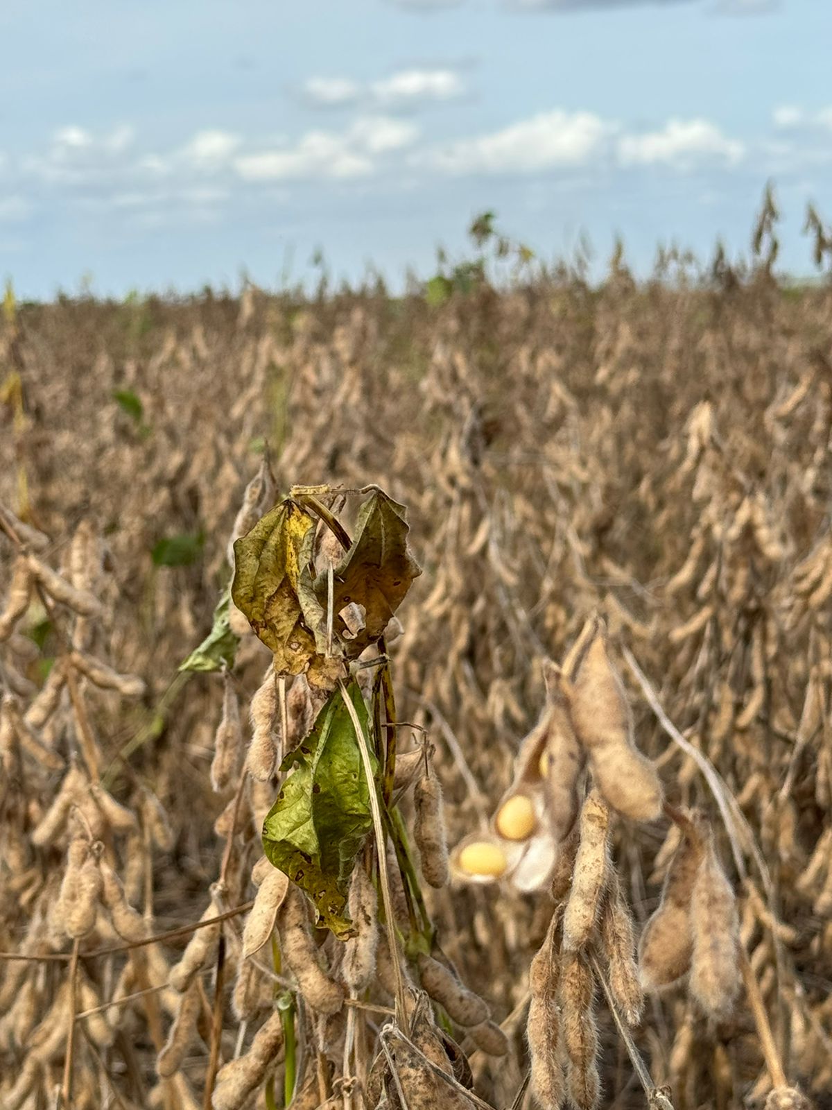 Galeria Agrop. Dalto - São Desidério/BA