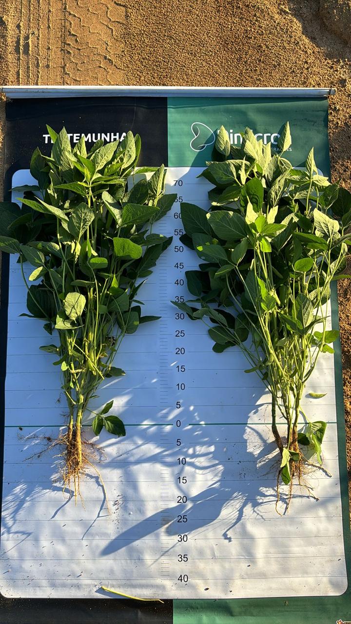 Galeria Modelo Consultoria - Juliano Azevedo - Crixas/GO