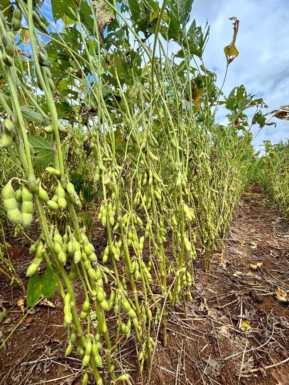 Galeria Modelo Consultoria - Juliano Azevedo - Crixas/GO