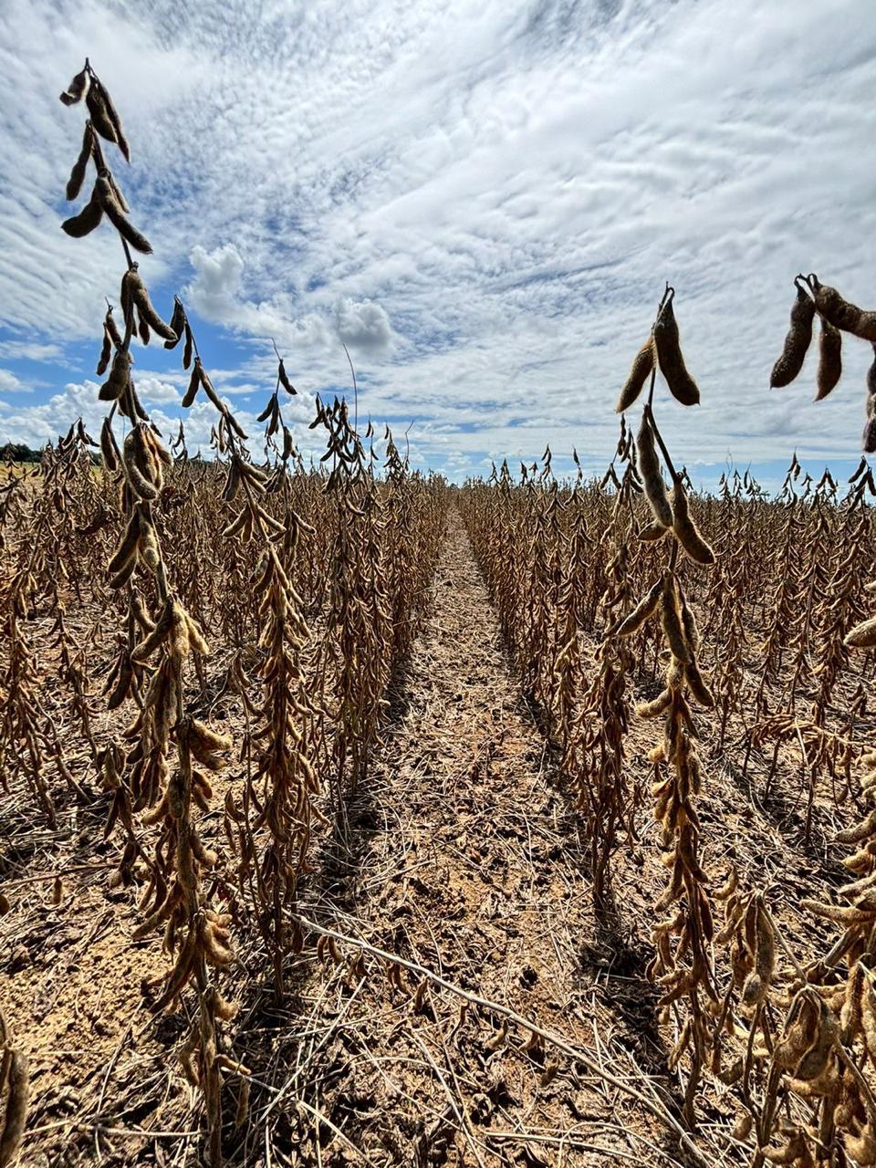Galeria Modelo Consultoria - Juliano Azevedo - Crixas/GO