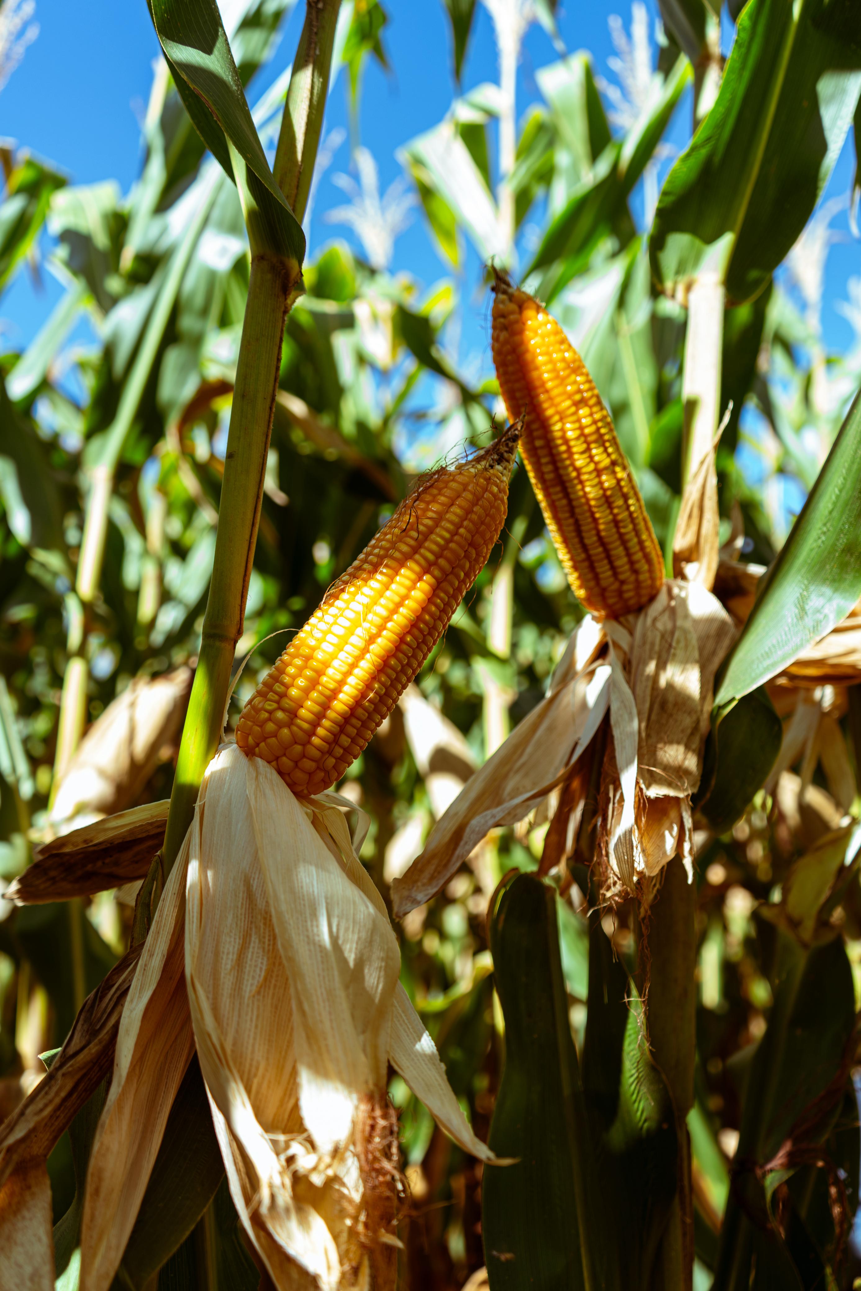 Galeria Land Sementes - Otávio Andrade - Campo Verde/MT