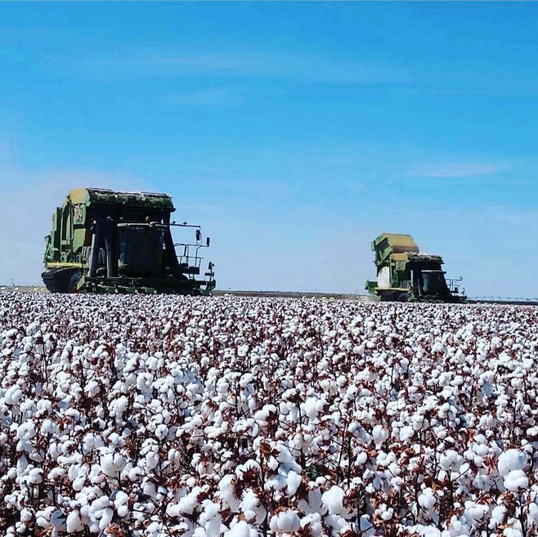 Galeria Camilo Pistori - Biotrop